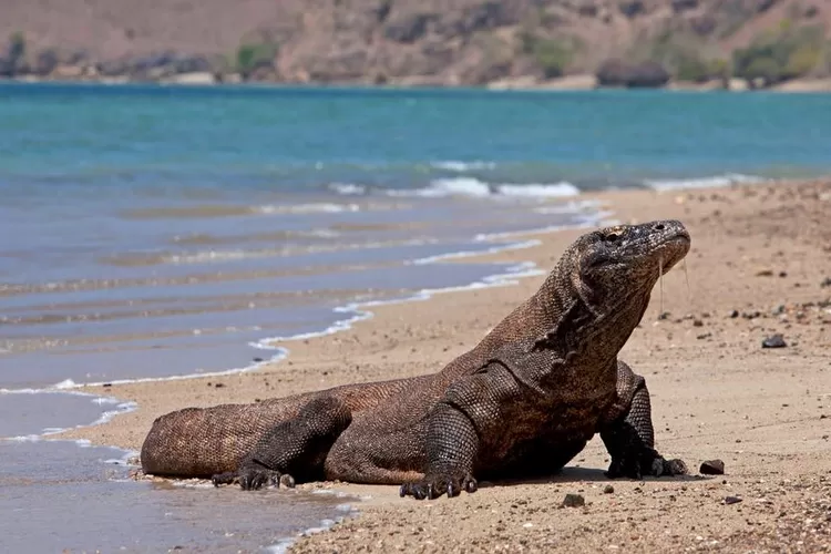 Tarif Mancing TN Komodo Naik dari Rp25 Ribu Jadi Rp 5 Juta